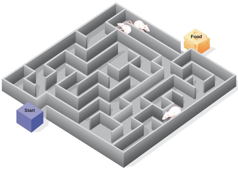 an-illustration-shows-three-rats-in-a-maze-with-a-starting-point-and